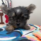 Muffin Morkie 02