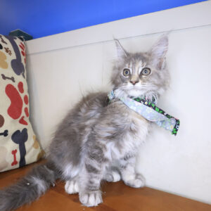 Nala Maine Coon 01