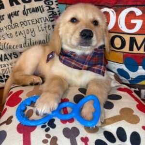 Navi Golden Retriever 01