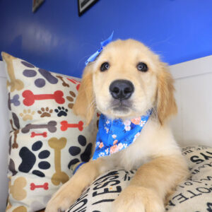 Nivea Golden Retriever 01