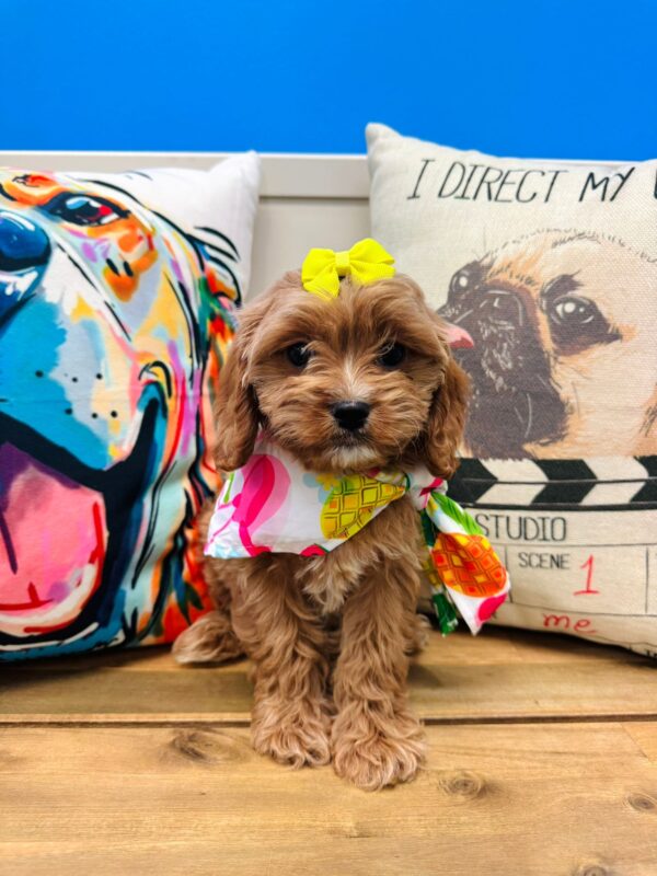 Olga Cavapoo 01