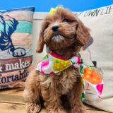 Olga Cavapoo 02