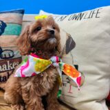 Olga Cavapoo 03