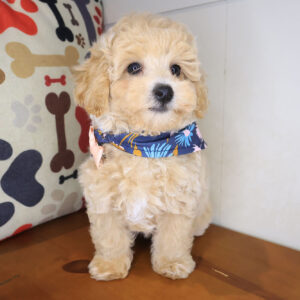 Olive Bichapoo 01