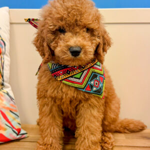 Owen Golden Doodle 01