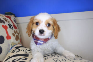 Pages Cavapoo 01