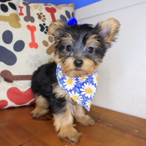 Pansy Yorkshire Terrier 01