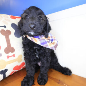 Pecan Mini Goldendoodle 01