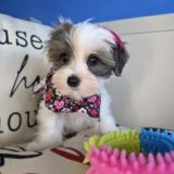 Peppermint Patty Morkie 03
