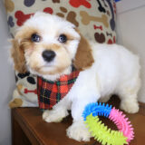 Pippin Cavapoo 01