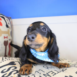 Putty Dachshund 01