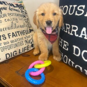 Quirky Golden Retriever 01