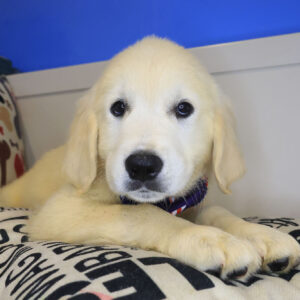 Rigatoni Golden Retriever 01