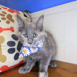 Rose Maine Coon 01
