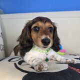 Sallie Dachshund 01