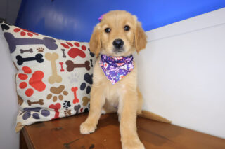 Sergeant York Golden Retriever 01