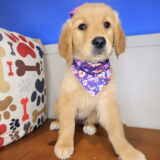 Sergeant York Golden Retriever 04