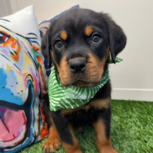 Siena Rottweiler 01
