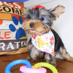 Smores Yorkshire Terrier 01