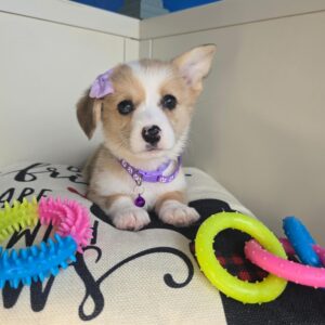 Snowdrop American Corgi 01