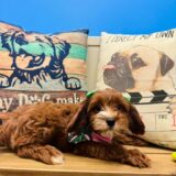 Spice Cavapoo 04