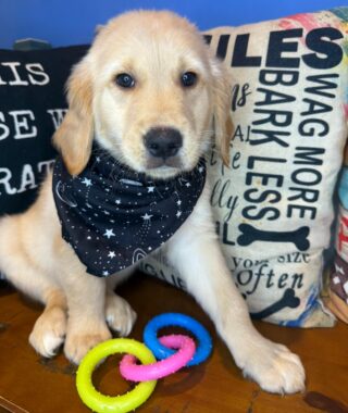 Sprocket Golden Retriever 01