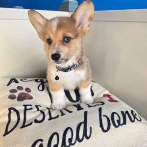 Stanley Welsh Corgi Pembroke 01