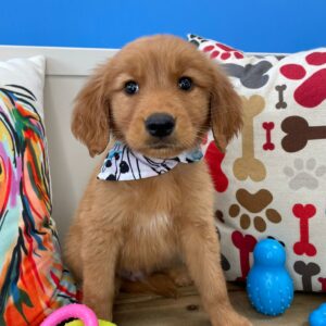 Striker Golden Retriever 01