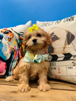 Stumpy Cavapoo 01