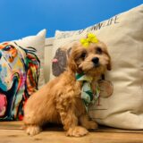 Stumpy Cavapoo 03