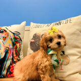 Stumpy Cavapoo 04