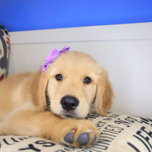 Tallulah Golden Retriever 01