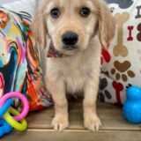 Talon Golden Retriever 02