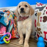 Talon Golden Retriever 03