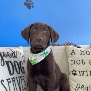 Tater Tot Labrador Retriever 01