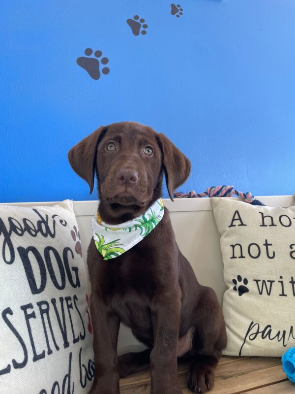 Tater Tot Labrador Retriever 01