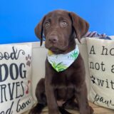 Tater Tot Labrador Retriever 03