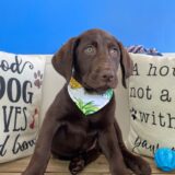 Tater Tot Labrador Retriever 04