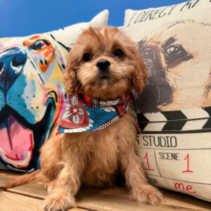 Tesla Cavapoo 01