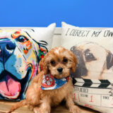 Tesla Cavapoo 02