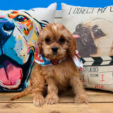 Tesla Cavapoo 03