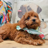 Thumper Cavapoo 01