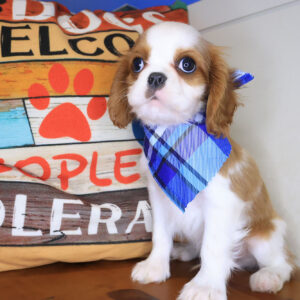 Titan Cavalier King Charles 01