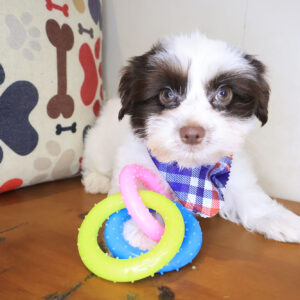 Tofu Morkie 01