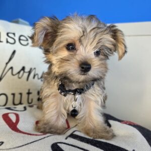 Tuck Morkie 01