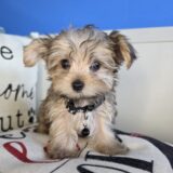 Tuck Morkie 02