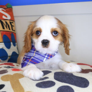 Vanished Cavalier King Charles 01