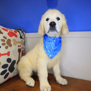 Wiggles Golden Retriever 01
