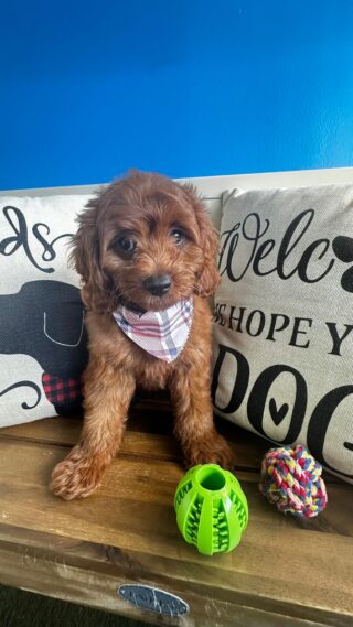 Wombat Cavapoo 01