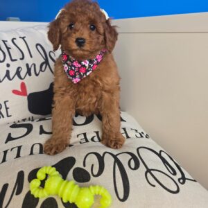 Yvette Poodle 01